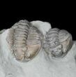 Enrolled Flexicalymene Trilobite From Ohio #30460-1